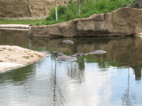 Duitsland-Gelsenkirchen ''Zoom Erlebniswelt-Nijlpaard''.JPG