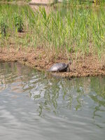 Duitsland-Gelsenkirchen ''Zoom Erlebniswelt-Schildpad''.JPG
