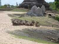 Duitsland-Gelsenkirchen ''Zoom Erlebniswelt-Serengeti'' (1).JPG