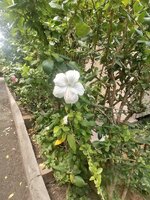 IMG_20260518_104637.jpg