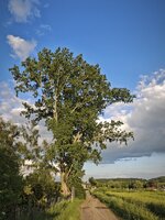 IMG_20260515_200039.jpg