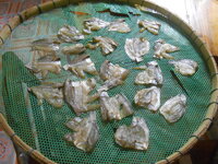 DSCN7232.JPG