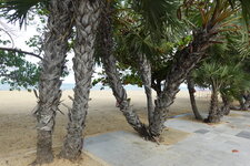 DSC09005.JPG