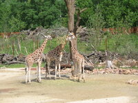 Duitsland-Gelsenkirchen ''Zoom Erlebniswelt-Serengeti'' (2).JPG Duitsland-Gelsenkirchen ''Zoom Erlebniswelt-Serengeti'' (2).JPG