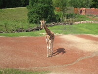 Duitsland-Gelsenkirchen ''Zoom Erlebniswelt-Serengeti'' (4).JPG Duitsland-Gelsenkirchen ''Zoom Erlebniswelt-Serengeti'' (4).JPG