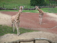 Duitsland-Gelsenkirchen ''Zoom Erlebniswelt-Serengeti'' (5).JPG Duitsland-Gelsenkirchen ''Zoom Erlebniswelt-Serengeti'' (5).JPG