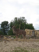 Duitsland-Gelsenkirchen ''Zoom Erlebniswelt-Serengeti'' (6).JPG Duitsland-Gelsenkirchen ''Zoom Erlebniswelt-Serengeti'' (6).JPG