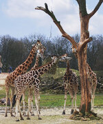 Duitsland-Gelsenkirchen ''Zoom Erlebniswelt-Serengeti'' (8).jpg Duitsland-Gelsenkirchen ''Zoom Erlebniswelt-Serengeti'' (8).jpg