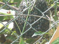 DSCN7401.JPG DSCN7401.JPG
