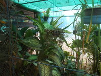 DSCN7397.JPG DSCN7397.JPG