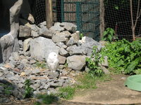 Duitsland-Gelsenkirchen ''Zoom Erlebniswelt-Sneeuwuil'' (2).JPG Duitsland-Gelsenkirchen ''Zoom Erlebniswelt-Sneeuwuil'' (2).JPG