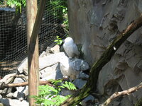 Duitsland-Gelsenkirchen ''Zoom Erlebniswelt-Sneeuwuil'' (3).JPG Duitsland-Gelsenkirchen ''Zoom Erlebniswelt-Sneeuwuil'' (3).JPG
