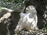 Duitsland-Gelsenkirchen ''Zoom Erlebniswelt-Sneeuwuil'' (4).JPG Duitsland-Gelsenkirchen ''Zoom Erlebniswelt-Sneeuwuil'' (4).JPG