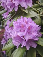 IMG_20260519_182829.jpg