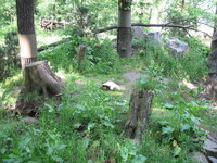 Duitsland-Gelsenkirchen ''Zoom Erlebniswelt-Stinkdier''.JPG Duitsland-Gelsenkirchen ''Zoom Erlebniswelt-Stinkdier''.JPG