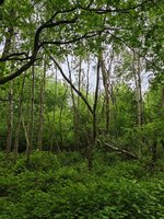 IMG_20260521_155303.jpg