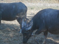 DSCN8010.JPG