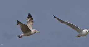 IMG_20260523_153921.jpg