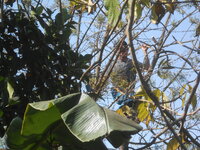 DSCN8031.JPG