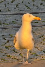 IMG_20260524_205230.jpg