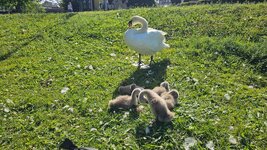 Limmat Geflüster (1).jpeg