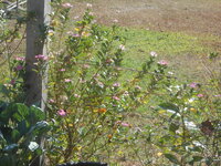 DSCN8138.JPG DSCN8138.JPG