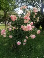 IMG_20260602_143619~2.jpg