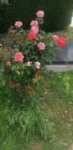 IMG_20260602_143704~2.jpg
