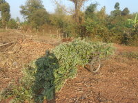 DSCN7988.JPG