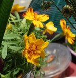 IMG_20260124_182756_710~4.jpg