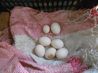 DSCN7868.JPG