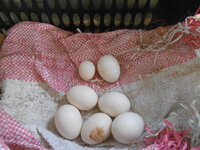 DSCN7866.JPG
