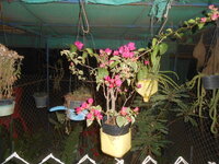 DSCN8272.JPG