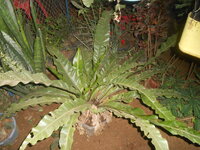 DSCN8274.JPG