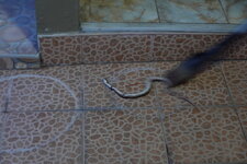DSC09654.JPG