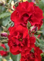 IMG_20260606_190342.jpg