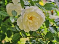 IMG_20260606_190127.jpg