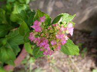 P1000036x.jpg