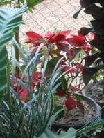 DSCN7388~2.JPG
