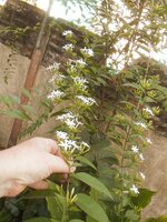 DSCN7238~2.JPG