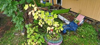 IMG_20230906_144506.jpg