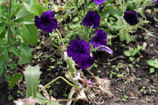 P1000062.JPG