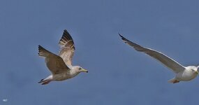 IMG_20260614_163810.jpg
