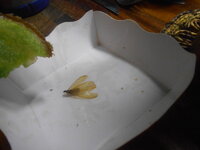 DSCN0066.JPG