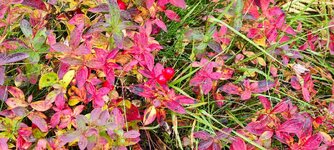 IMG_20230912_143935.jpg