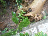 DSCN9929.JPG