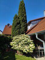 IMG_20260523_170712.jpg