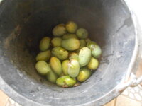 DSCN0071.JPG
