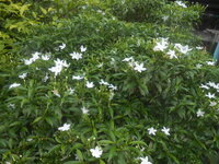DSCN9952.JPG DSCN9952.JPG