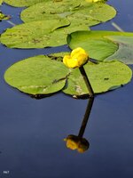IMG_20260618_183016.jpg